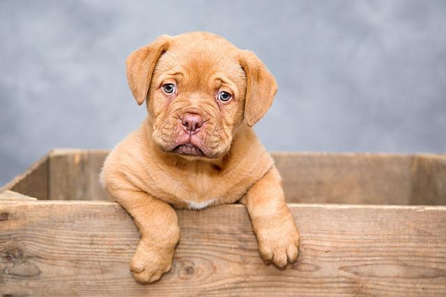 The Do’s And The Do n’ts Of Home Educating Your Pup